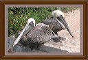 pelican_twins