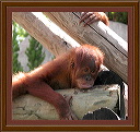 baby_chimp