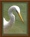 crane