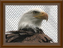 eagle_head