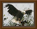 eagle_in_flight