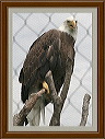 eagle_perched