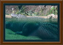 gator