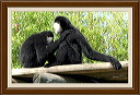 monkey_pair