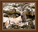 mountain_goat