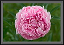 crw_4541