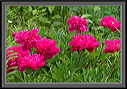 crw_4551
