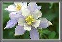 columbines