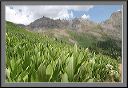 green_velvet
