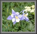 twin_columbines