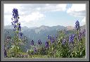wildflower_view